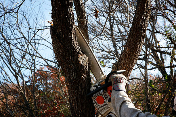 Best Stump Grinding and Removal  in Pine Knot, KY