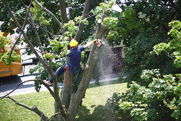 Best Tree Maintenance Programs  in Pine Knot, KY