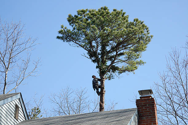 Best Firewood Processing and Delivery  in Pine Knot, KY