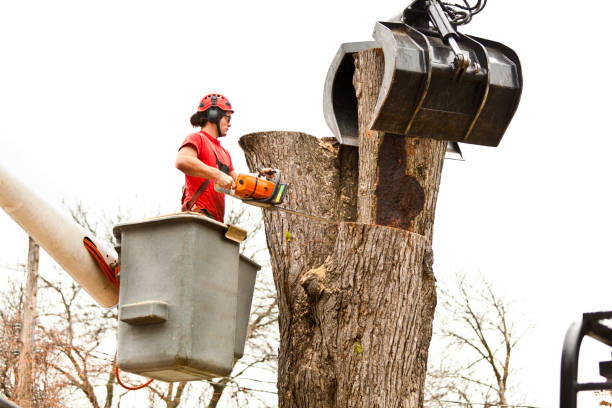 Best Hazardous Tree Removal  in Pine Knot, KY